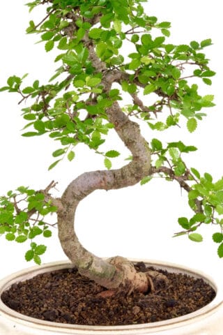 A beautiful curving Chinese Elm bonsai from premium collection