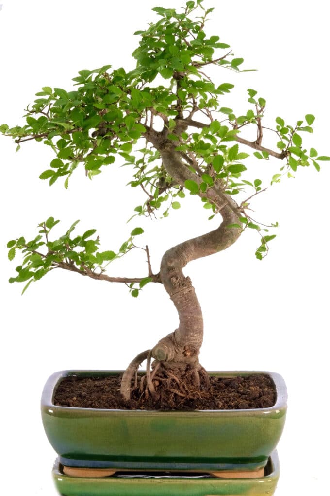 A beautiful funky character bonsai in apple green pot