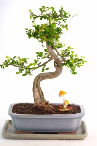 An exquisite indoor bonsai with fabulous character