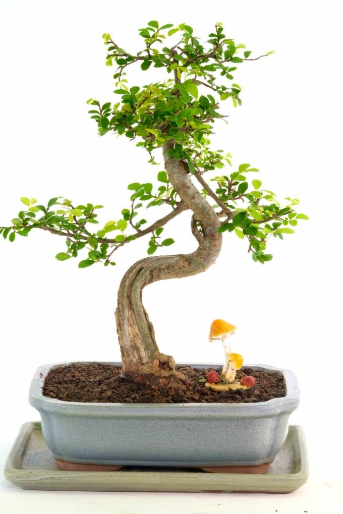 The most supreme indoor beginners bonsai with shari