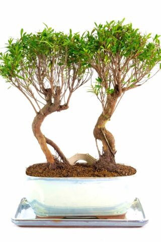 Highly artistic Roseapple premium range bonsai