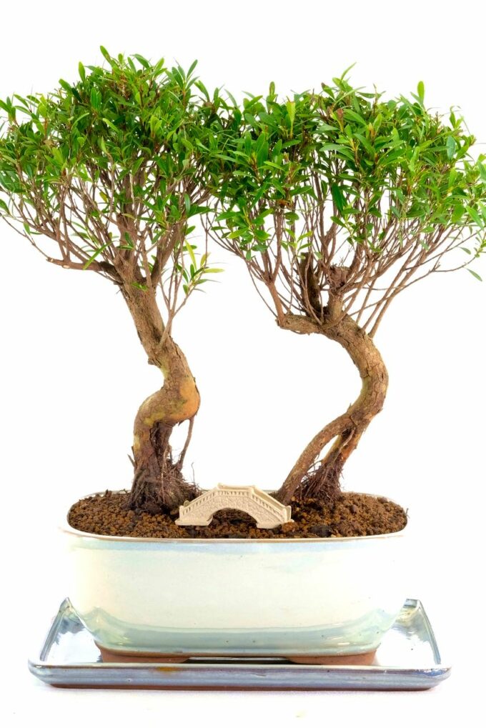 Stunning twin Roseapple bonsai in pearlescent pot