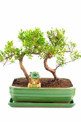Twin Flowering Oriental Myrtle bonsai for sale