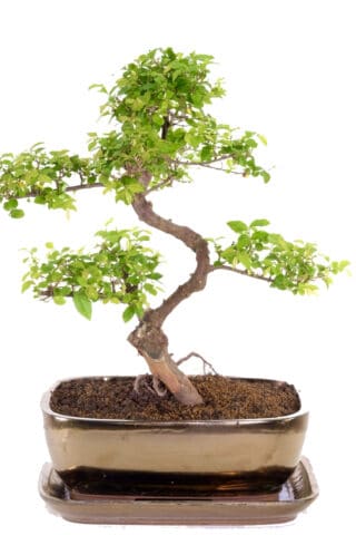 Sensational fruiting indoor bonsai in metallic pot