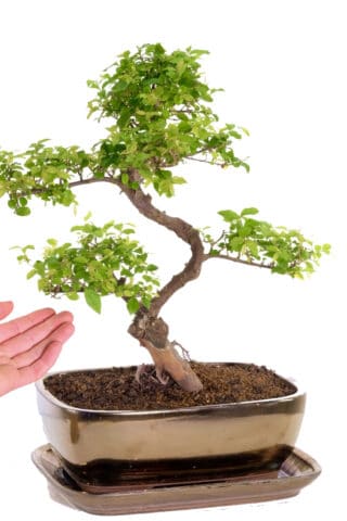 A great character bonsai for sale