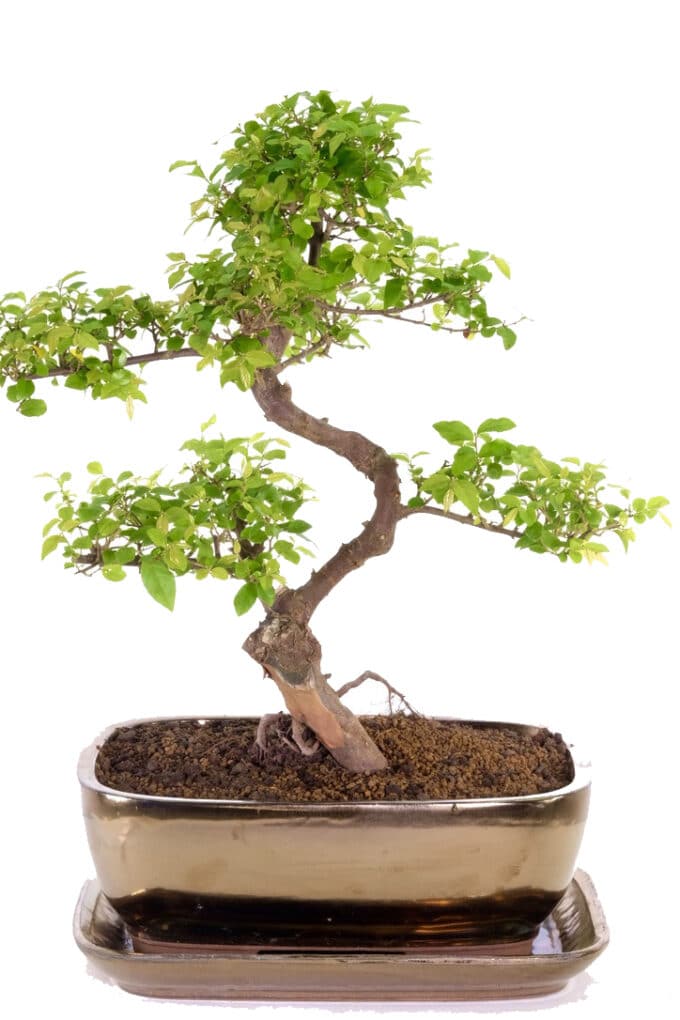A wondrous and exciting indoor bonsai with captivating styling