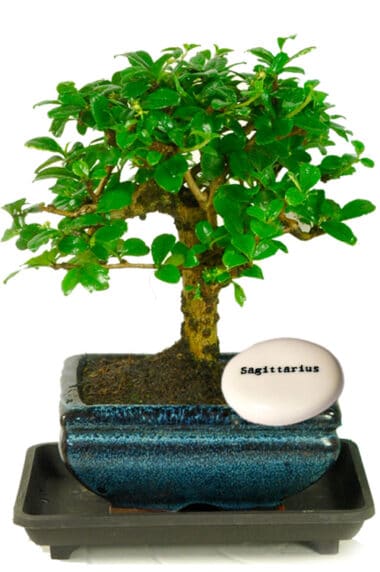 Cute flowering Oriental Tea Tree bonsai gift with zodiac pebble