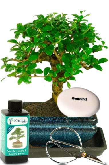 Beauitul miniature bonsai star sign starter kit with white flowers