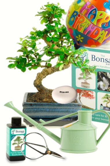 Comprehensive zodiac bonsai starter kit with white flowers