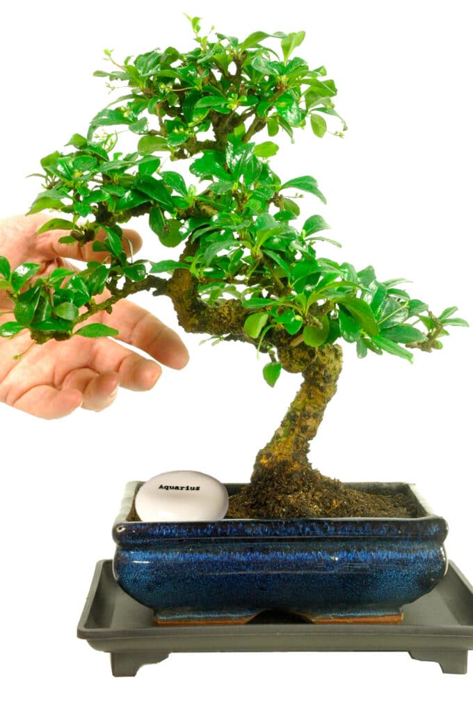 Larger flowering indoor Tea tree bonsai zodiac gift for friend or family