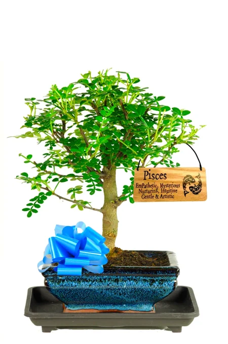 Cool Astrology Gifts | Aromatic Pepper Bonsai with Zodiac Star Sign Tag