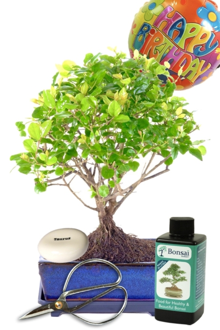 Woodland-Style Chinese Sweet Plum star sign / zodiac birthday bonsai gift UK