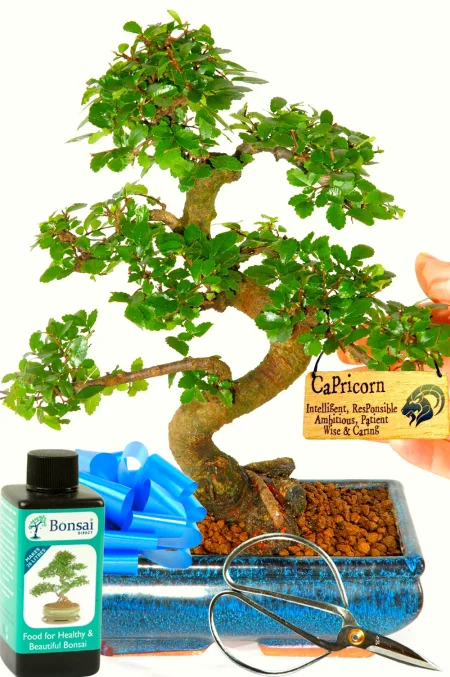 Astrology Gifts | Chinese Elm Birthday Bonsai Gift – All Star Signs Available