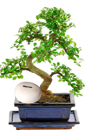 Beginners bonsai favourite with zodiac pebble