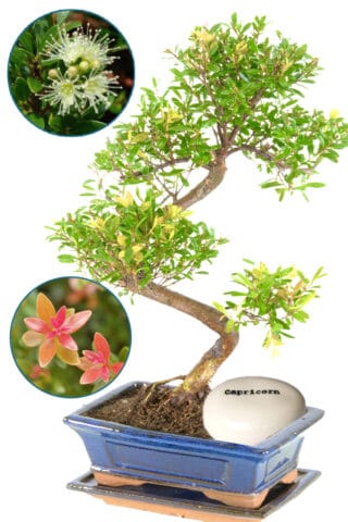 Beautiful flowering & fruiting Roseapple myrtle bonsai with zodiac pebble