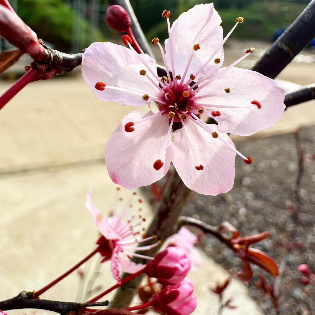 Cherry Blossom Bonsai Tree Flower