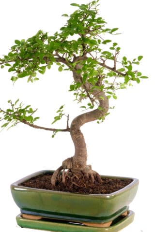 A chinese elm in apple green pot for sale form our premium indoor collection of bonsai