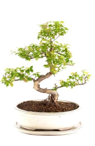 Large sweet plum bonsai for sale