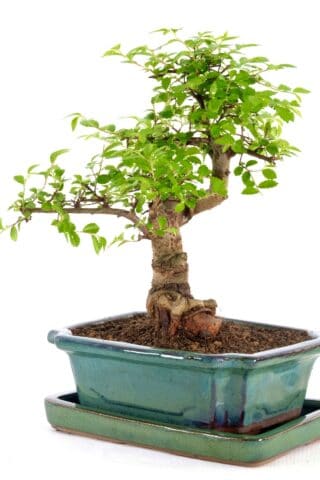 Stunning bonsai perfect for beginners