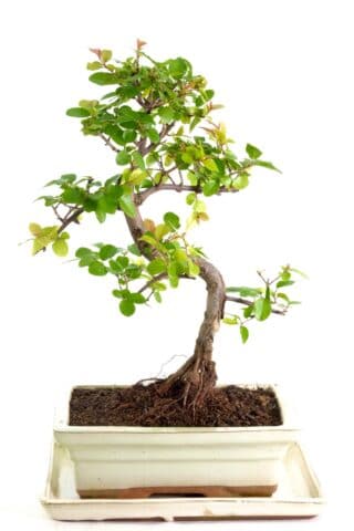 Excellent Chinese Sweet Plum Bonsai