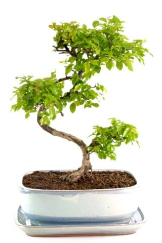 Fabulous Chinese Sweet Plum bonsai in pearlescent pot