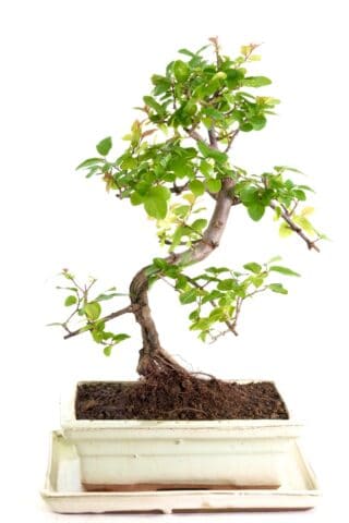 Miniature bonsai in a cream ceramic pot