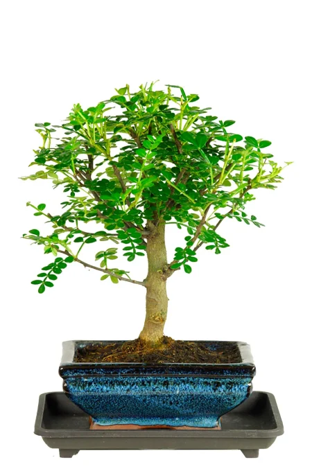 Fragrant Bonsai – 6-Year-Old Aromatic Pepper Tree (Zanthoxylum piperitum)