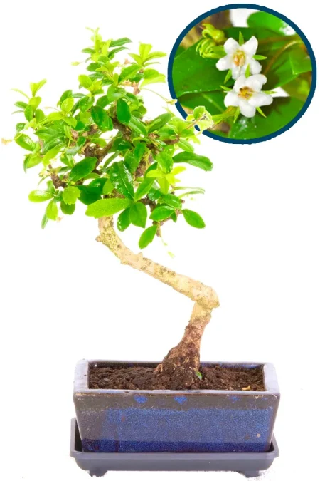 Literati flowering carmona bonsai tree for indoors