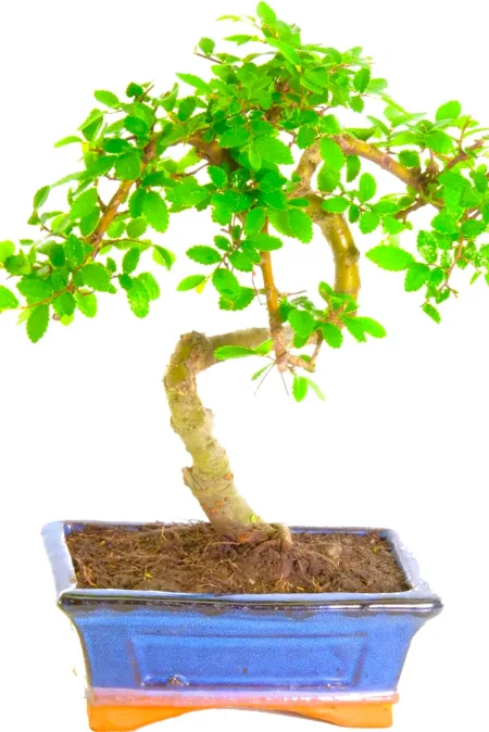 Informal Upright Literati Twisty Bonsai - Amazing Value