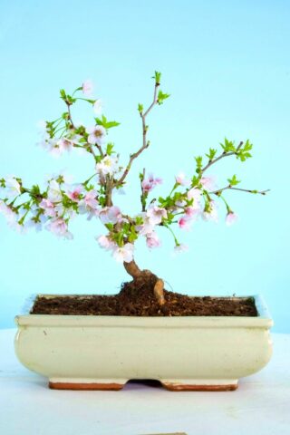 Stunning flowering cherry blossom bonsai for sale