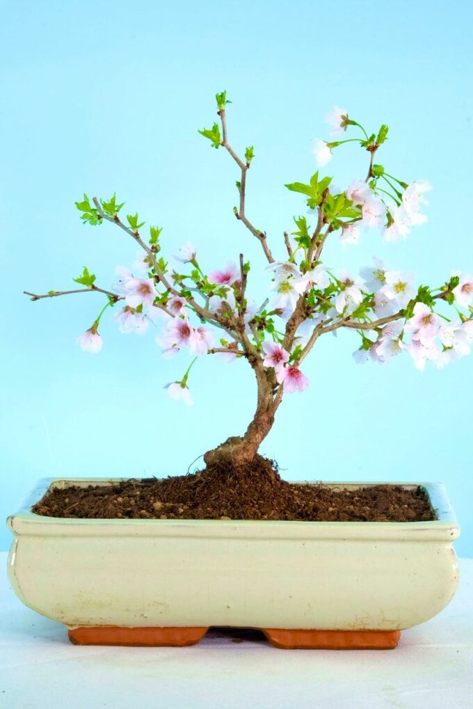 Prunus cherry blossom bonsai in ivory pot