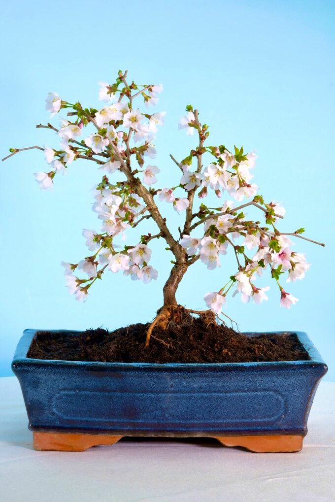 Charming Outdoor Cherry Blossom bonsai for sale UK