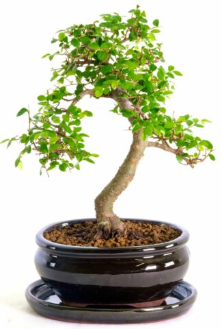 Delightful Chinese Elm bonsai for sale UK