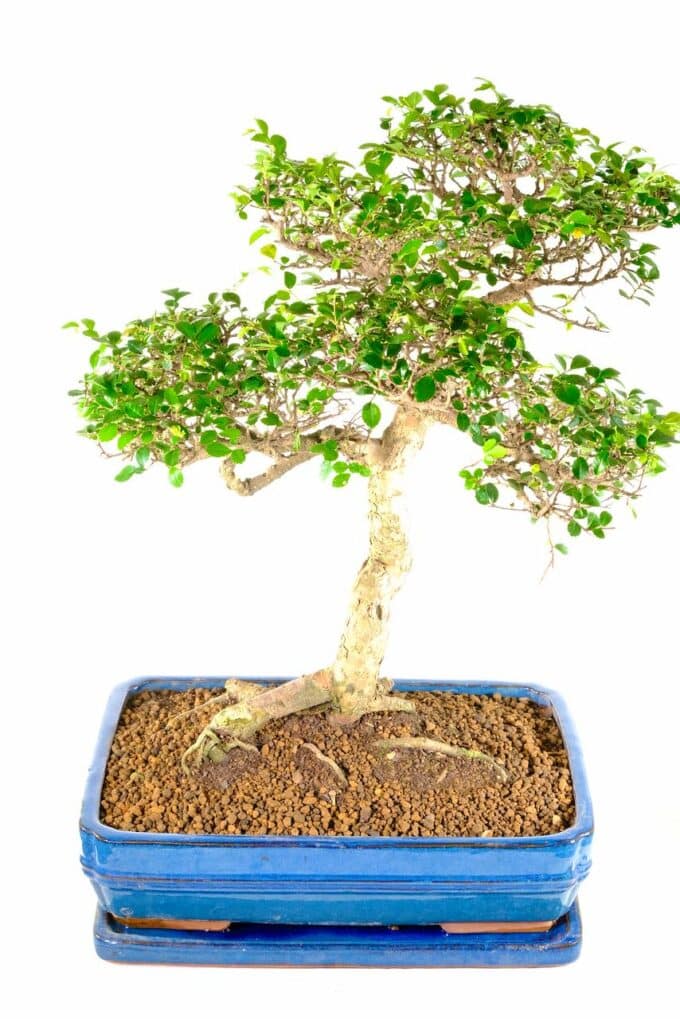 Sensational mature and commanding beginners indoor bonsai for sale
