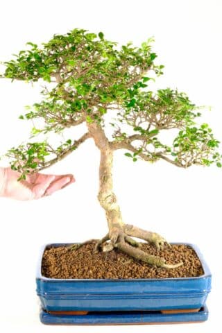 Well proportioned extra large beginners indoor bonsai on special offer