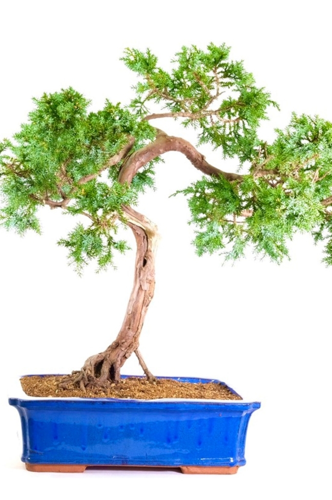 Our Range of Outdoor Bonsai Trees for Sale from Bonsai Direct