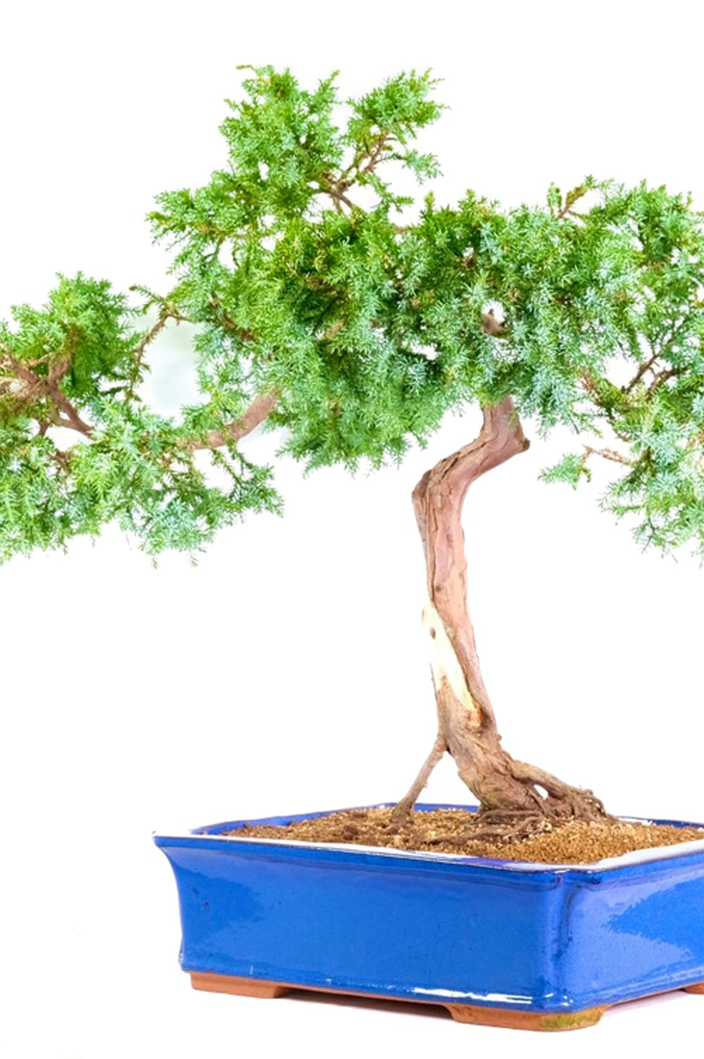 A spectacular specimen bonsai juniper for sale