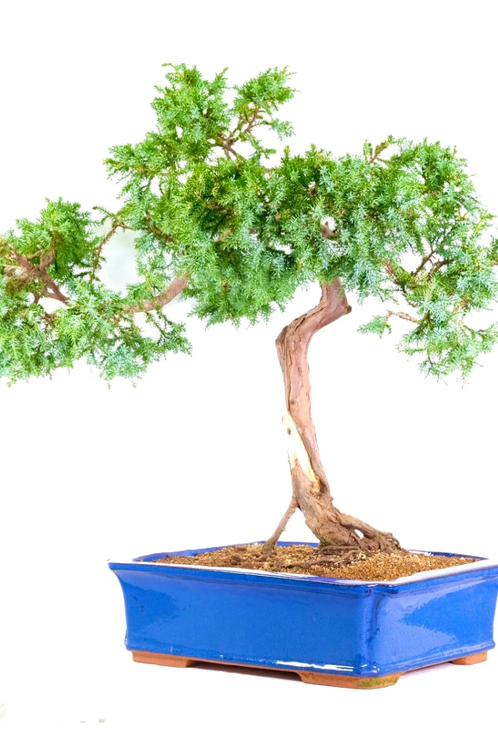 Rich Royal Blue pot