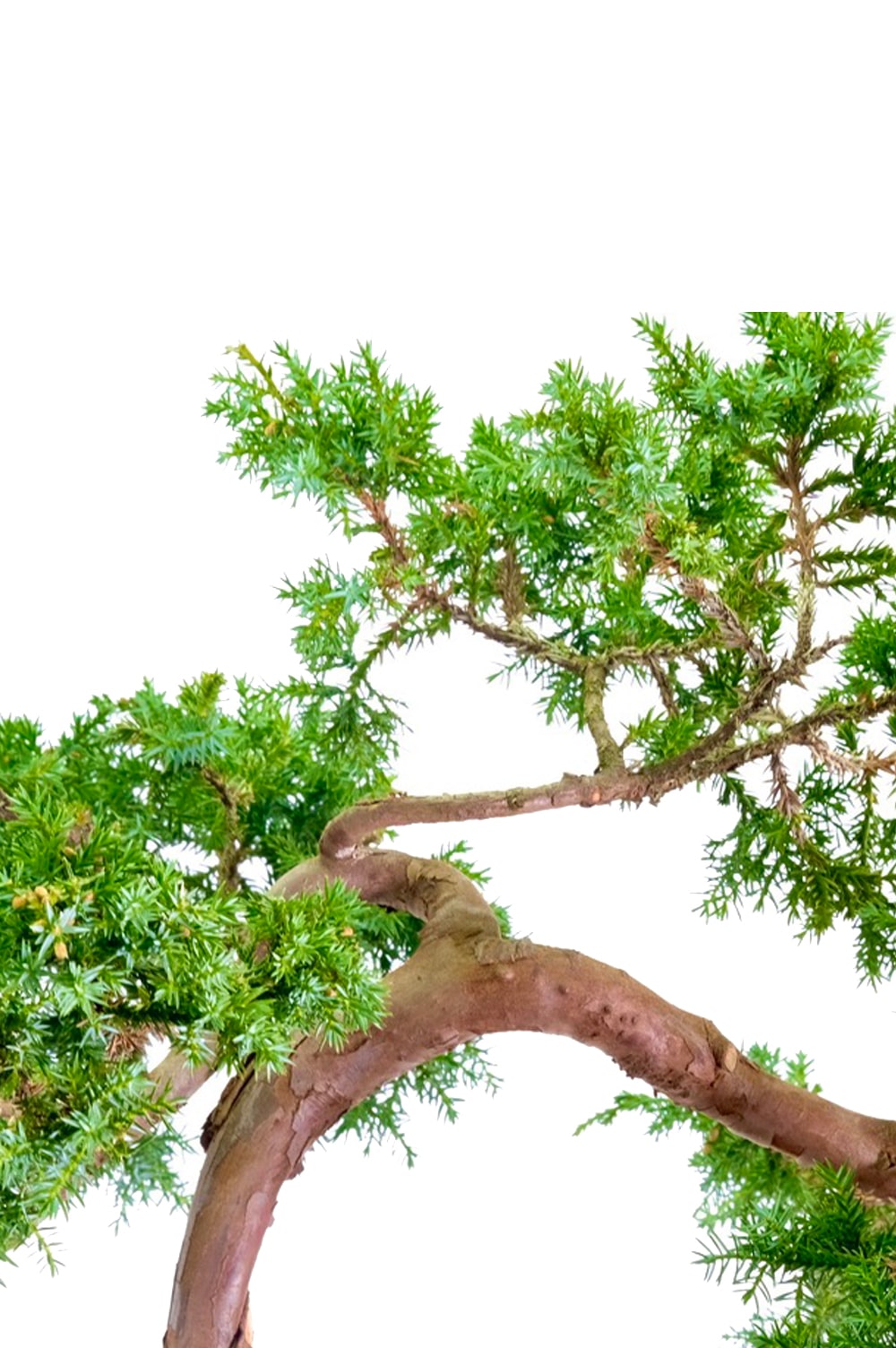 Arching of the boughs