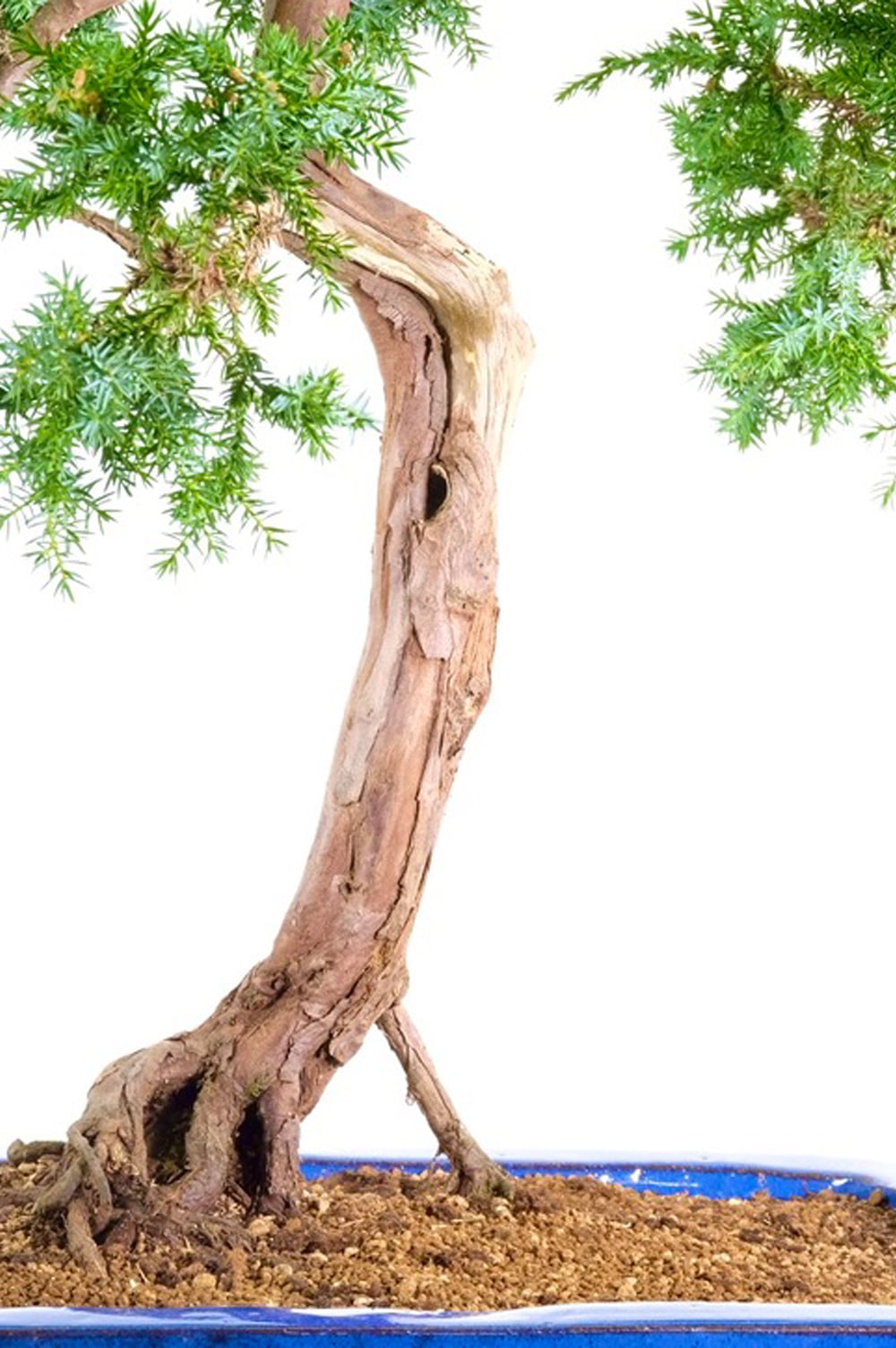 Wonderful reddish flakey bark with fro