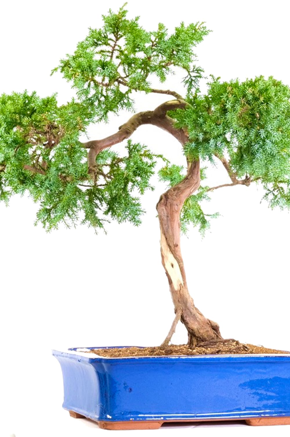 Captivating huge Evergreen juniper bonsai tree
