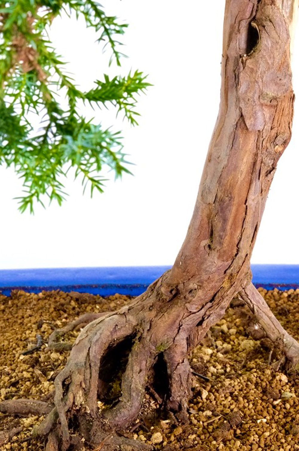 Close up of the nebari roots