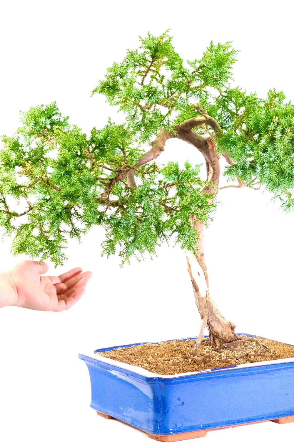 Specimen juniper with hand for scale and proportion
