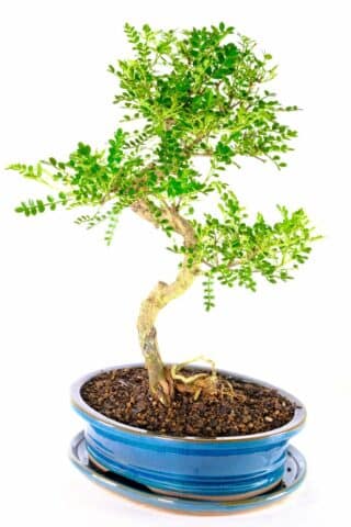 Large & impressive Pepper bonsai in teal pot