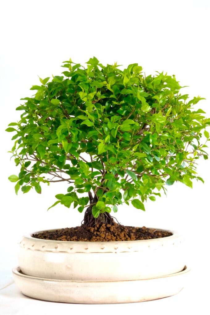 Phenomenal Chinese Sweet Plum bonsai for sale UK
