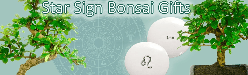 Star Sign bonsai tree gifts