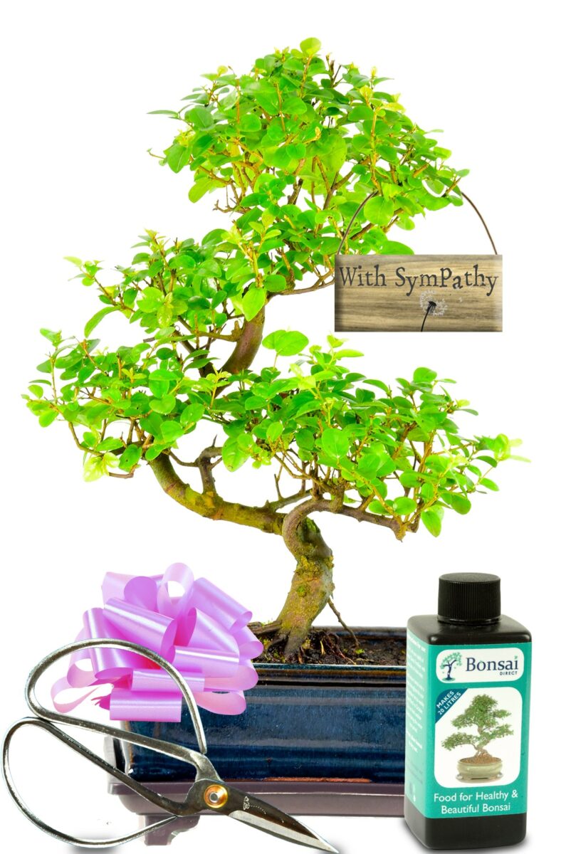 Sympathy Bonsai Tree Gifts Sensational Bereavement Tree Gifts