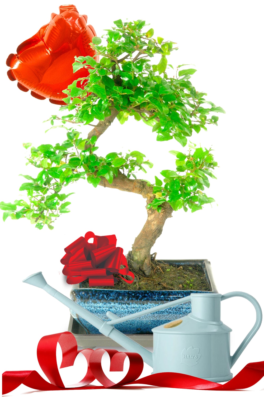 Fabulous Valentine's Day Tree Bonsai with Duck Egg Watering Can