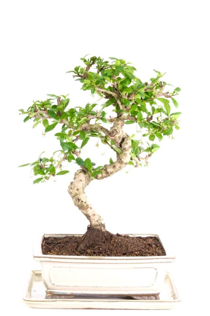 Highly artistic Tea tree bonsai in cream ceramic pot