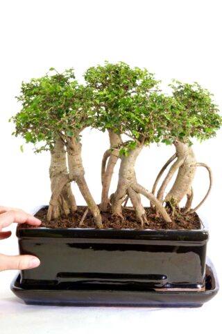 Highly artistic bonsai composition with vibrant foliage